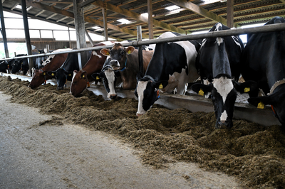 10 Jahre KetoMIR - Ihre Meinung ist gefragt!